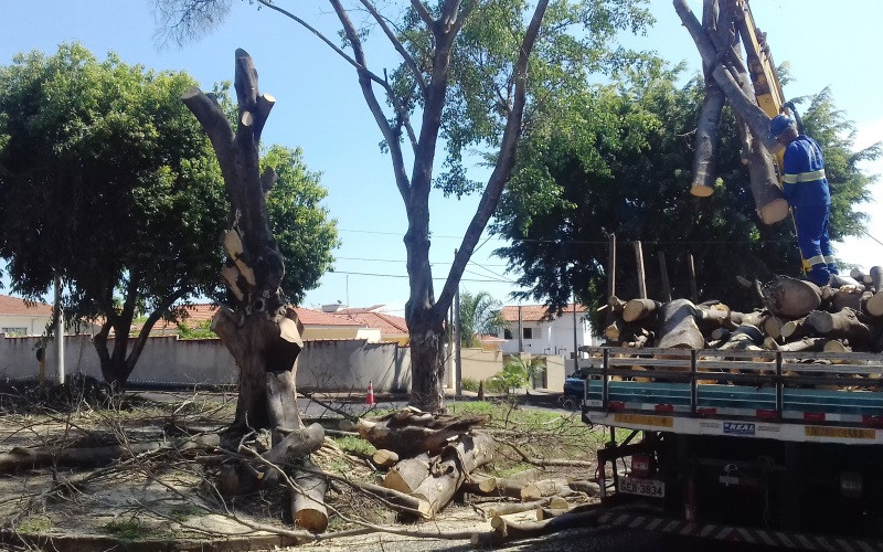 2019102_Abre e interna - Jeferson Yashuda - Arvores Morumbi (1)